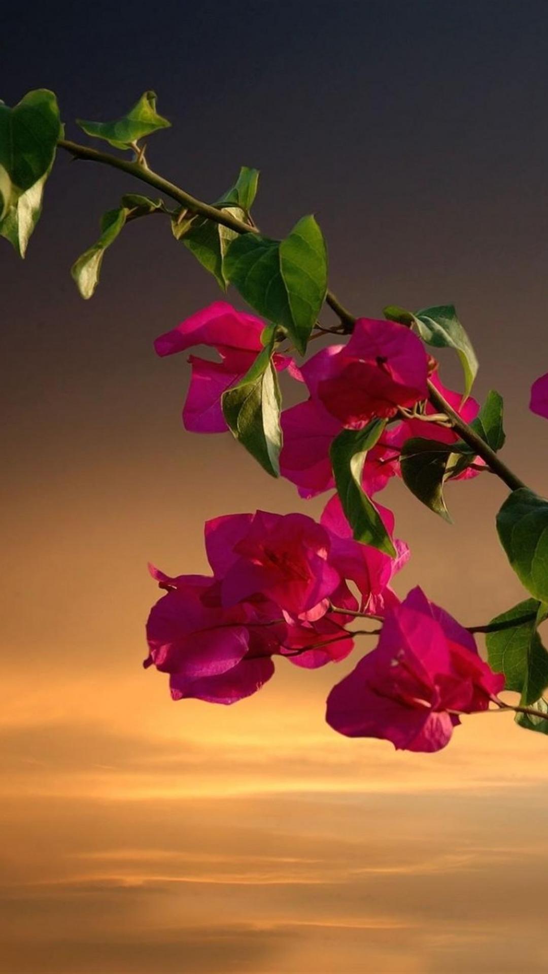 Красивые картинки с цветами для телефона. Бугенвиллия. Красивые цветы. Прекрасные цветы. Цветы вертикальные.